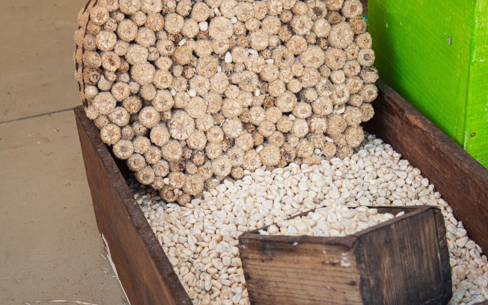 Dried corn cobs and loose kernels for posole sit in a wooden bin