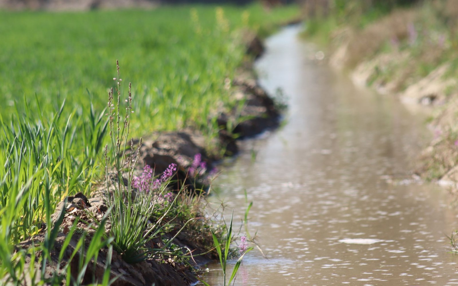 Wildflowers and grasses line the muddy bank of a narrow irrigation ditch beside a green field